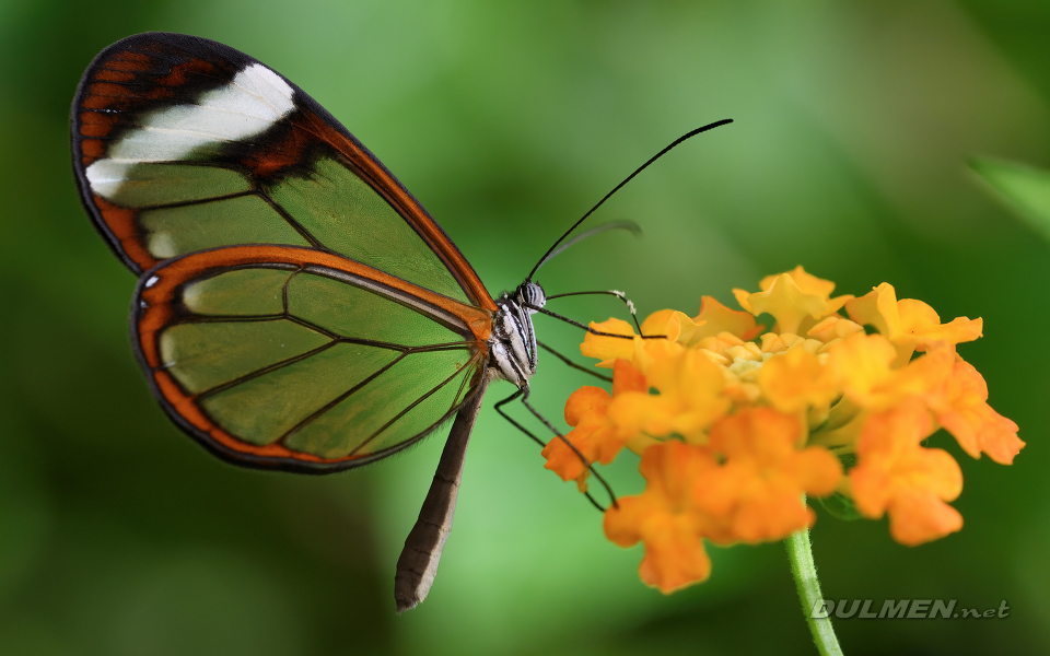 01 Glasswing Butterfly (Greta oto)